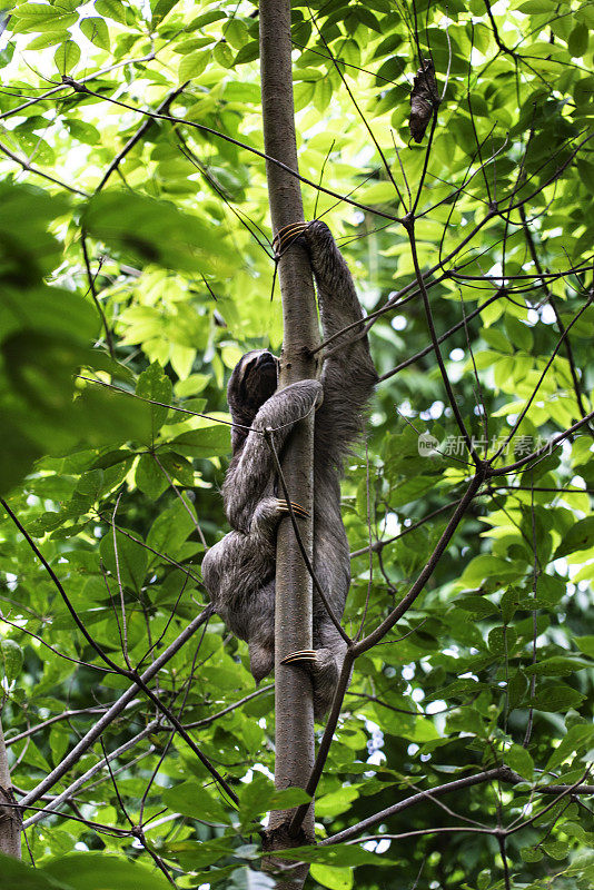 巴拿马丛林中的树懒