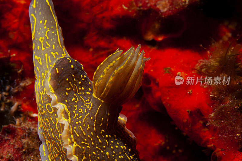 水下海洋生物裸鳃水肺潜水员的观点
