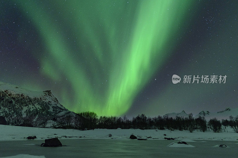 北极光，北极光或北极光在夜空中在罗浮敦群岛在挪威北部