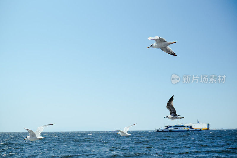 海鸥