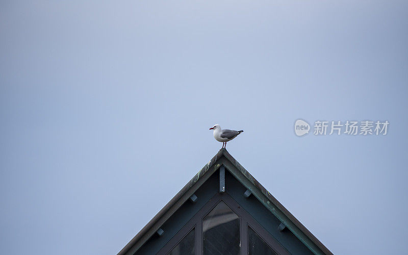 海鸥在达尼丁的屋顶上观看。新西兰