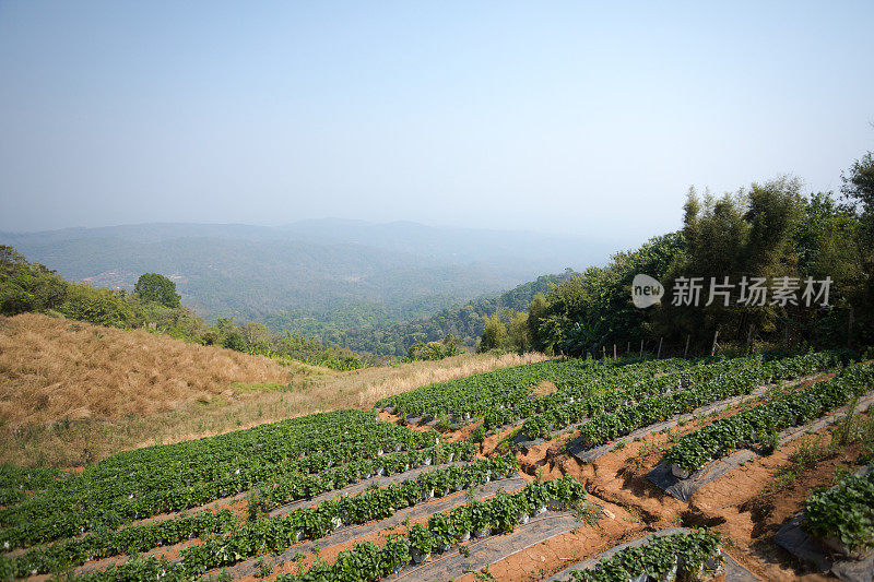 清莱省草莓田和山的全景图