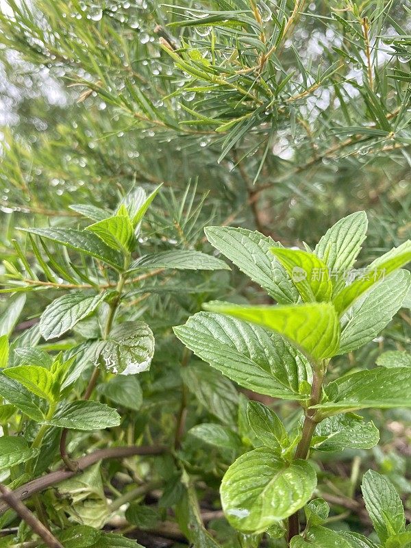 有机香草园中的薄荷香草