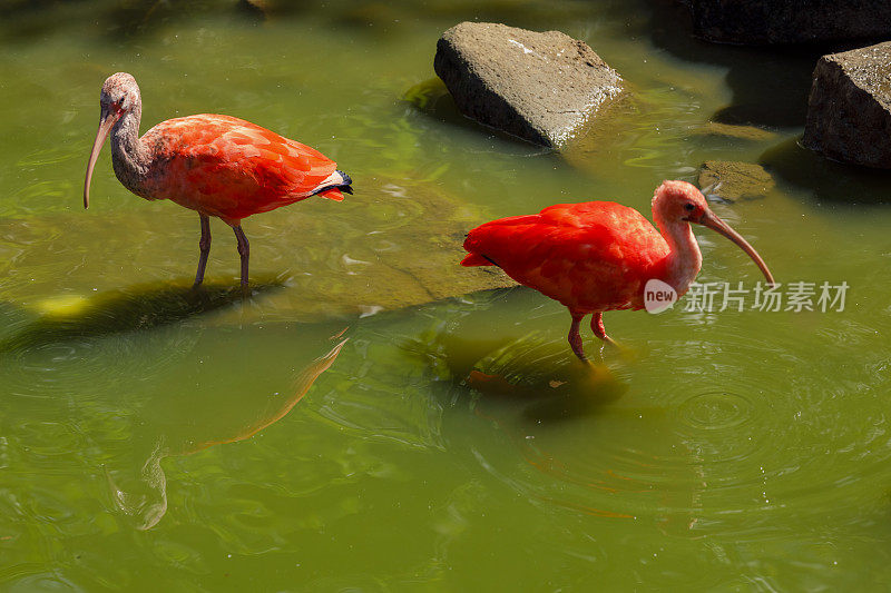 两只朱鹮红鸟——巴西潘塔纳尔湿地的象征鸟