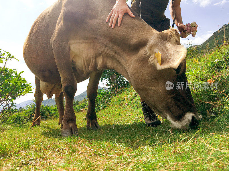 年轻的徒步旅行者在山上的草地上遇到一头奶牛