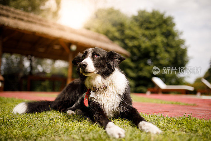 边境牧羊犬躺在草地上