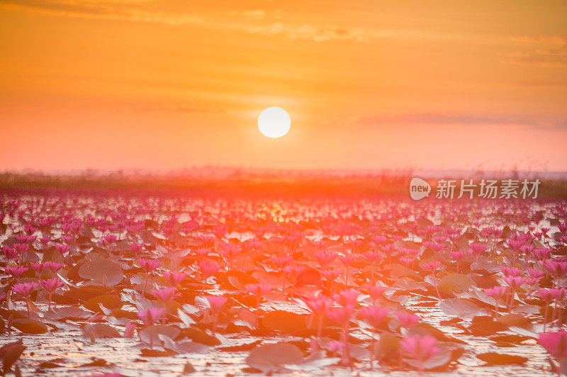 泰国乌隆他尼省昆帕瓦皮国家公园美丽的粉红色莲花湖