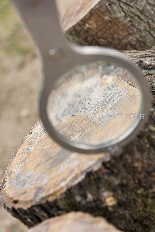 放大镜和大树颜色的潮色调选择软焦点，概念自然探索者