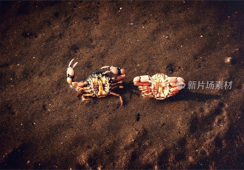 日落海滩上的螃蟹