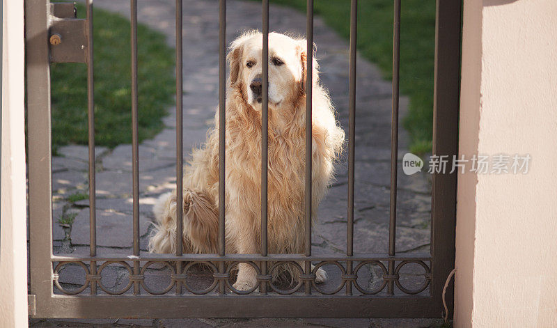 金毛猎犬等在门口，守卫着财产