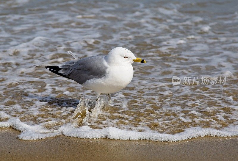 海鸥