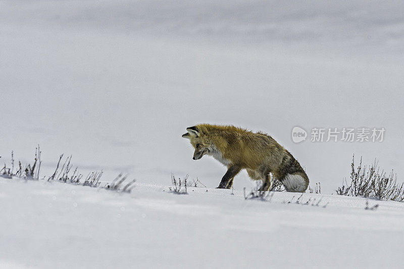 红狐、黄狼，在黄石国家公园的雪地里狩猎，WY