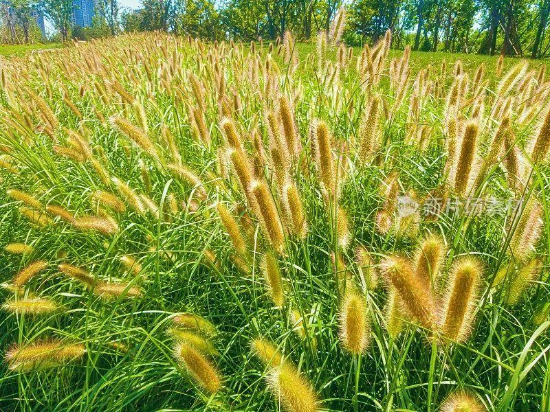 喷泉草花在户外阳光