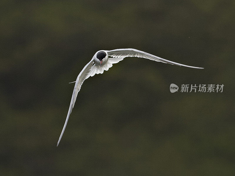 一只普通的燕鸥在湖上钓鱼