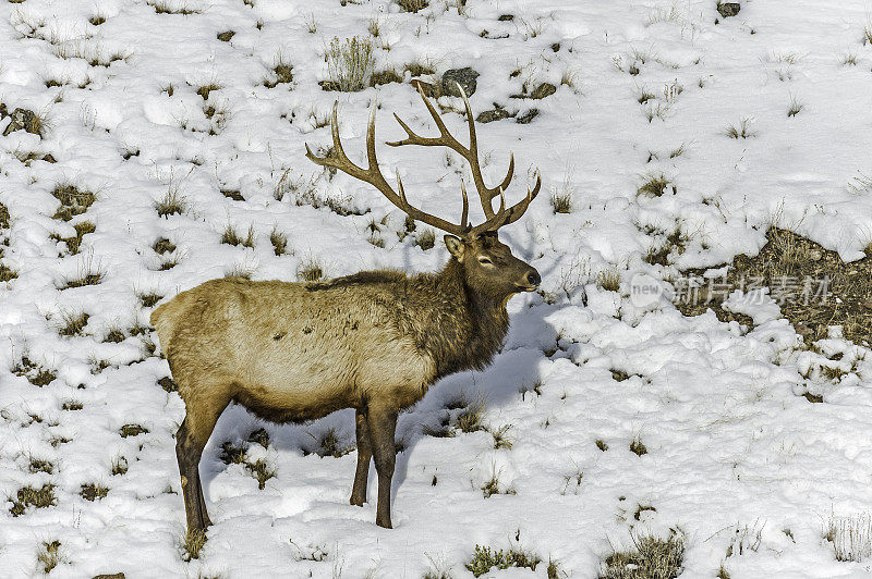 落基山麋鹿，北美麋鹿，黄石国家公园的冬天，怀俄明州。在雪地里。