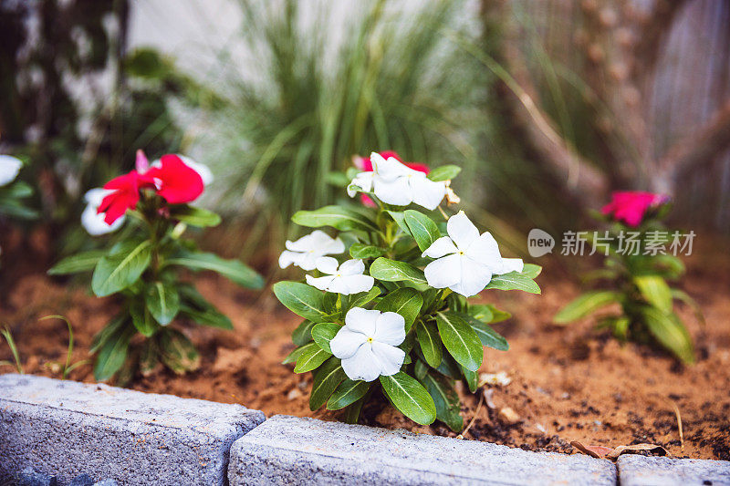 花园里的多色盆栽花卉