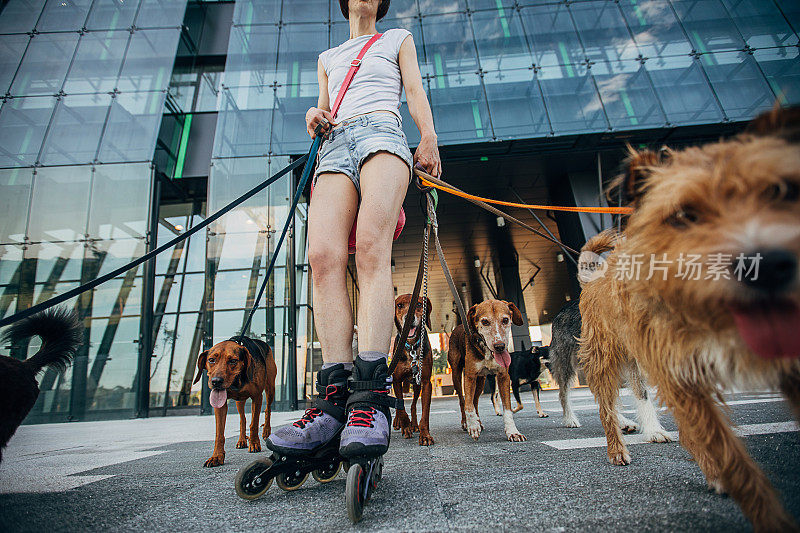 一个穿着旱冰鞋的女人带着一群狗散步