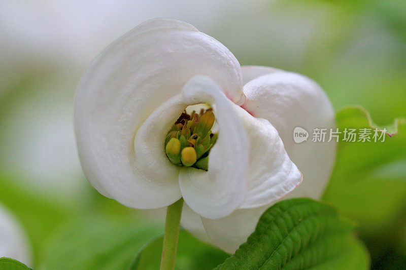 山茱萸花的极端特写照片，被花瓣状苞片包围