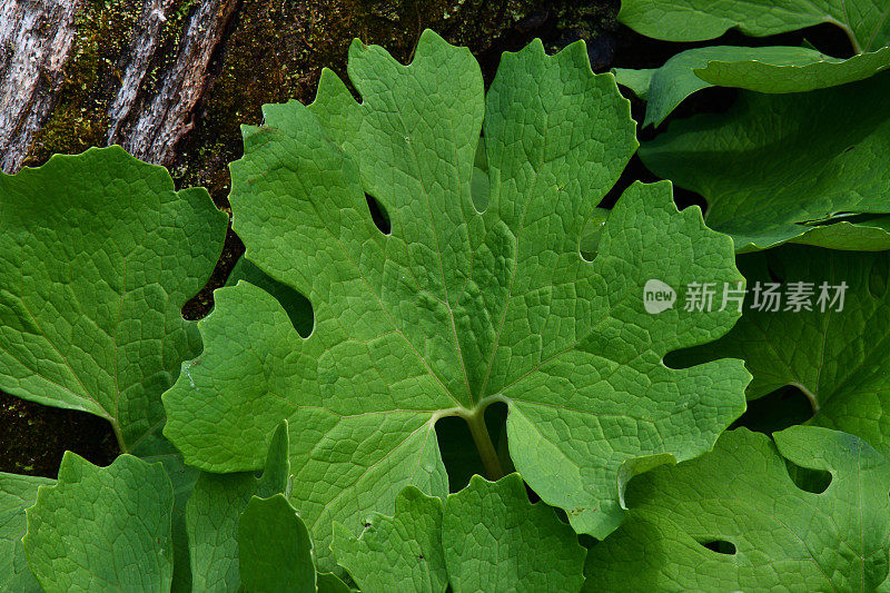 美洲血根草叶子