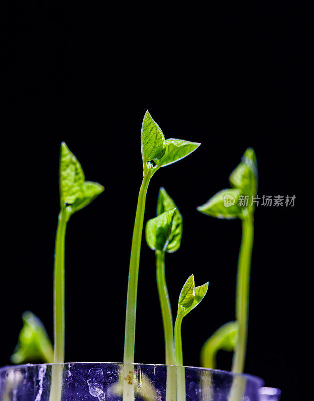 绿芽。植物播种和生长的步骤。绿色豆芽。花瓶内的绿叶植物