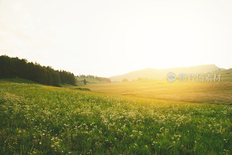 日落和乡村风景，绿色山顶农场橄榄林和葡萄园，典型的弯曲道路与柏树在托斯卡纳，意大利，欧洲