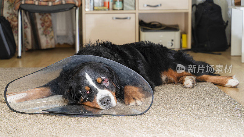 伯恩斯山地犬，泽南猎犬，在眼部手术后戴着恢复项圈休息。