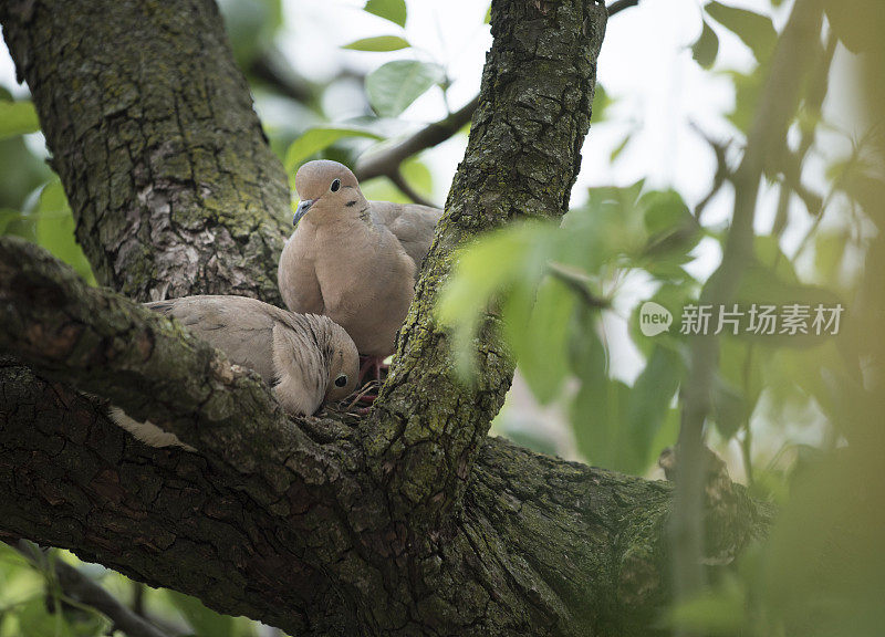 鸽子栖息在花园一棵树的树枝上