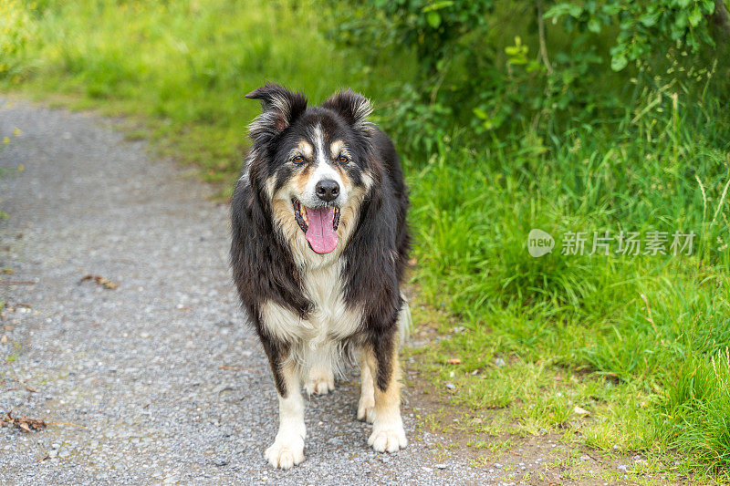 边境牧羊犬在乡间小路上