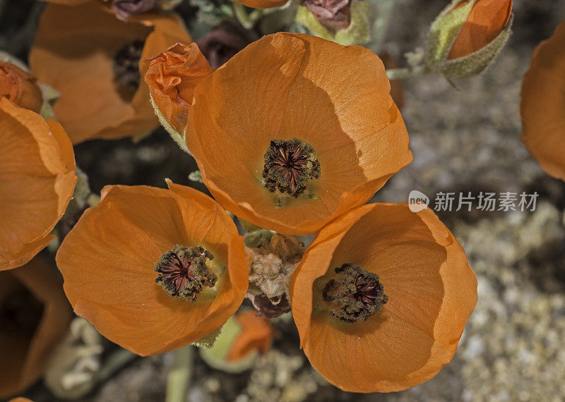 在加利福尼亚州的约书亚树国家公园，莫哈韦沙漠，索诺兰沙漠，通常被称为沙漠球葵或杏花锦葵