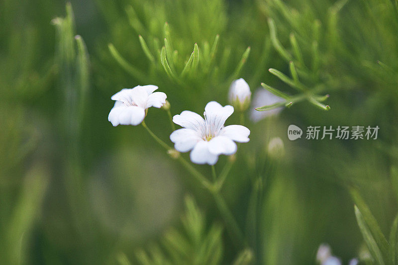 Gypsophila植物正在开花