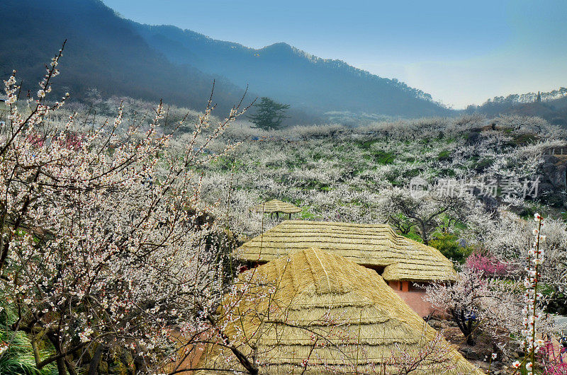 韩国春天风景