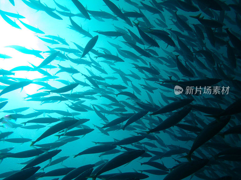 一群鱼在阳光下形成剪影