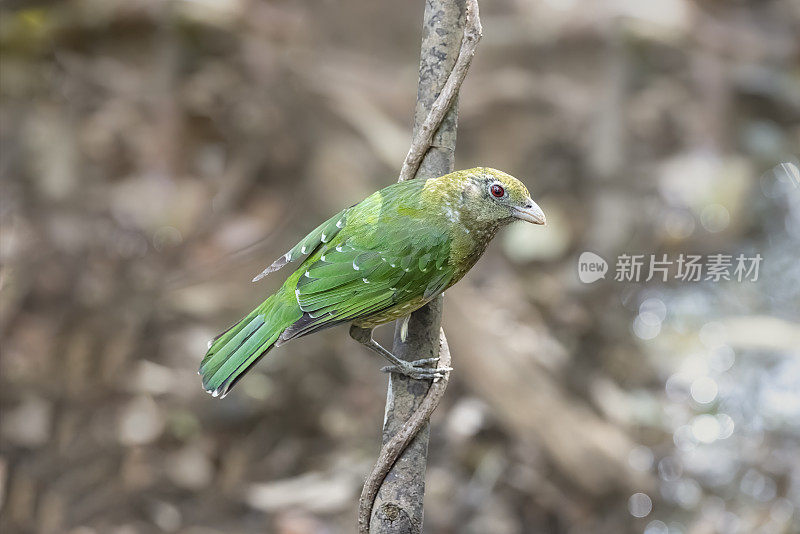 绿色猫鸟，澳大利亚新南威尔士州皇家国家公园