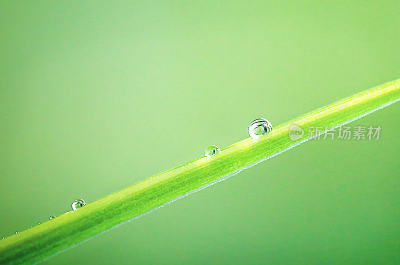 在绿色的背景上，用微距摄影拍摄一片带有水珠的草叶