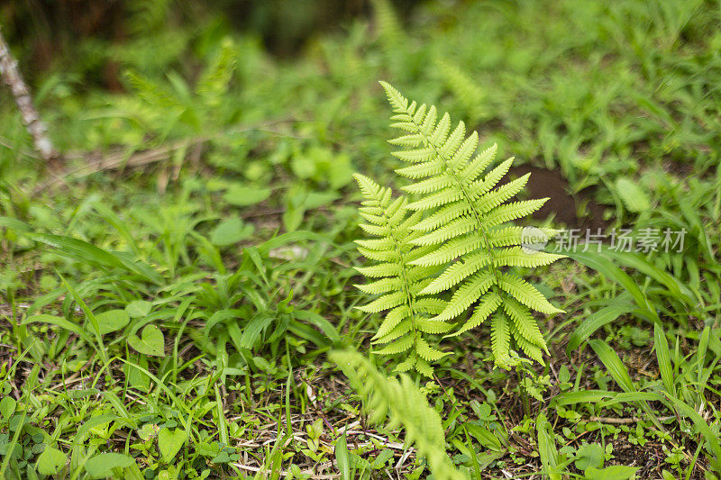 美丽的热带植被花园与棕榈叶，郁郁葱葱的绿叶在一个绿色的野生丛林，热带雨林背景概念为壁纸，美丽在大自然