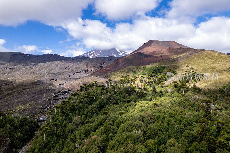 火山景观中的阿劳卡利亚森林