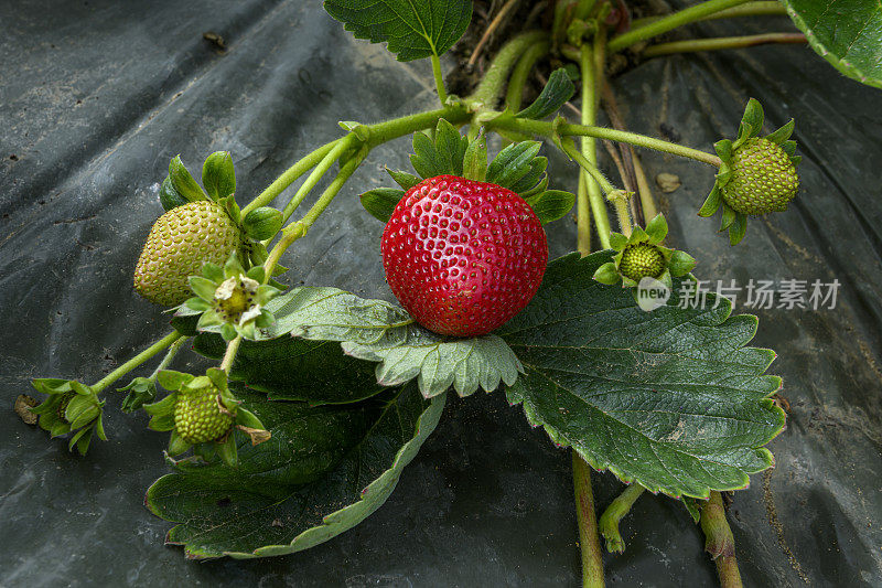 藤蔓上成熟的草莓特写