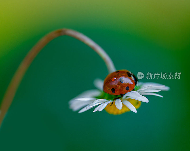 雏菊花和瓢虫