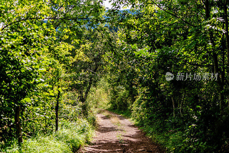 迷人的乡村道路在大自然的美景中蜿蜒