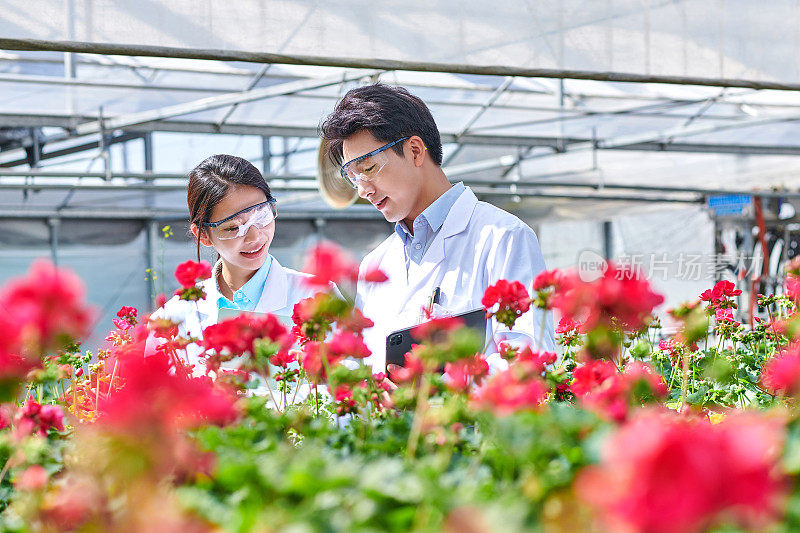 两位亚洲科学家在玫瑰温室考察