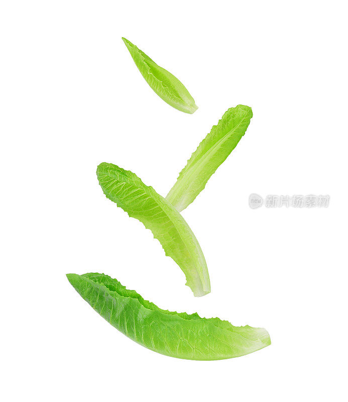 新鲜的绿色cos生菜叶落在空气中孤立的白色