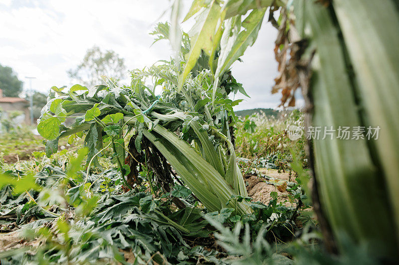 刺棘蓟种植园