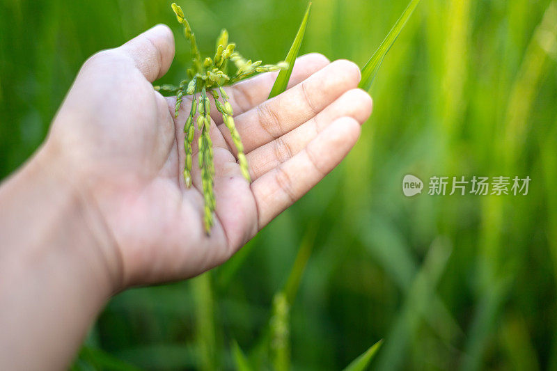 一位农民的手摸着青稻穗检查产量。在温暖的阳光下种植没有有毒物质的植物
