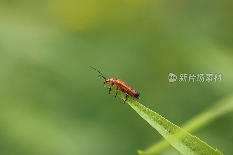 绿色草叶上一只橙色士兵甲虫的微距镜头