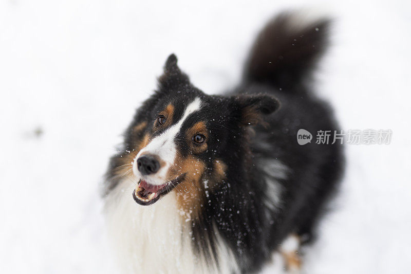 设得兰牧羊犬在雪地里玩耍