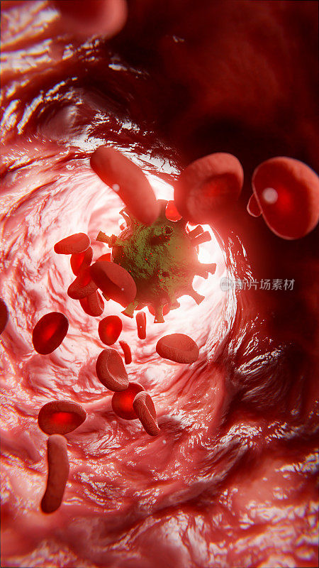 红细胞和白细胞带着病毒在动脉内移动