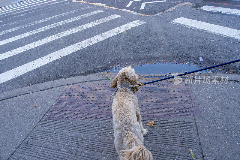 一只西班牙猎犬和贵宾犬在曼哈顿的人行道上行走