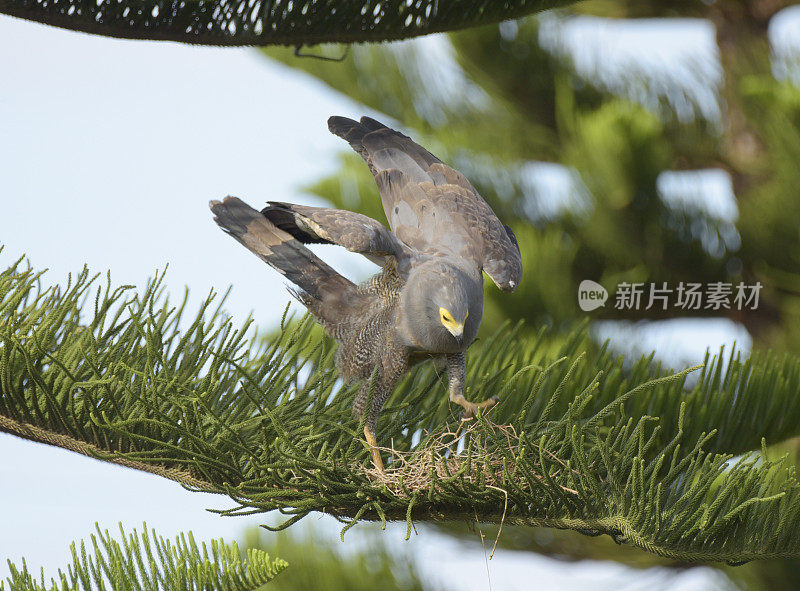 非洲Harrier-Hawk