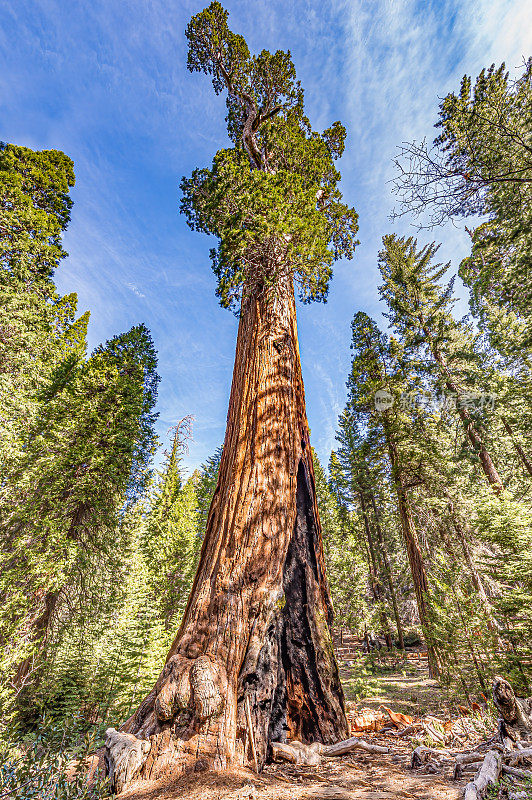格兰特将军红杉，加州内华达山脉的国王峡谷国家公园，1700岁;268英尺高;世界上体积第三大的树;直径40英尺;