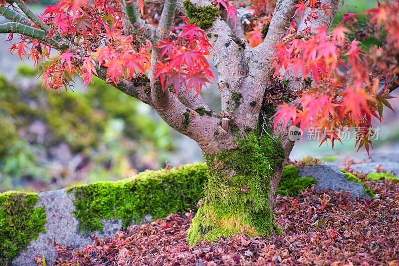 盆景日本枫树